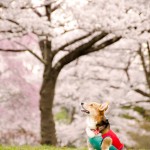 桜と犬